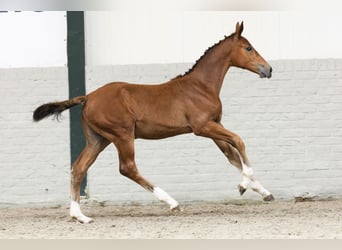AES, Merrie, Veulen (03/2025)