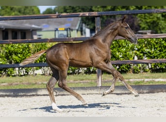AES, Merrie, Veulen (05/2026), Vos