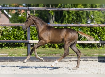 AES, Merrie, Veulen (05/2026), Vos