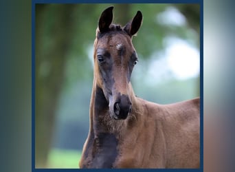 AES, Merrie, veulen (01/2024), Zwartbruin