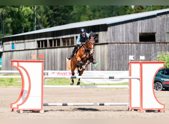 AES, Ruin, 10 Jaar, 170 cm, Roodbruin