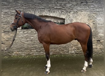 AES, Ruin, 10 Jaar, 170 cm, Roodbruin