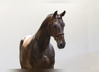 AES, Ruin, 10 Jaar, 172 cm, Bruin