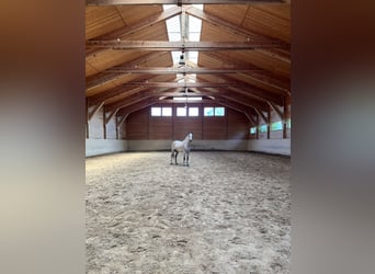 AES, Ruin, 11 Jaar, 165 cm, Appelschimmel