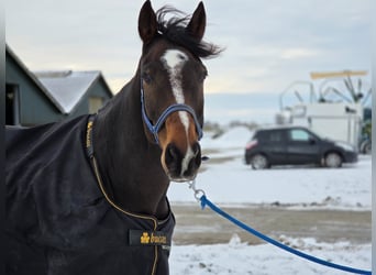 AES, Ruin, 11 Jaar, 170 cm, Zwartbruin