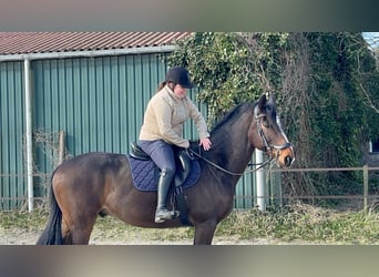 AES, Ruin, 11 Jaar, 170 cm, Zwartbruin