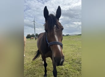 AES, Ruin, 11 Jaar, 170 cm, Zwartbruin