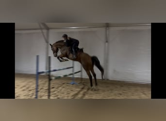 AES, Ruin, 14 Jaar, 175 cm, Bruin