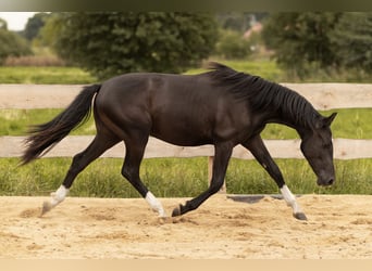 AES, Ruin, 2 Jaar, 145 cm, Zwart
