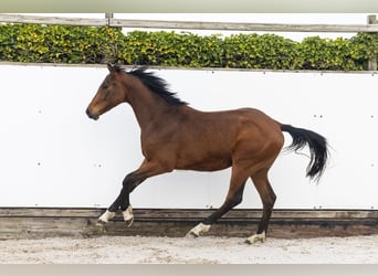 AES, Ruin, 2 Jaar, 153 cm, Bruin