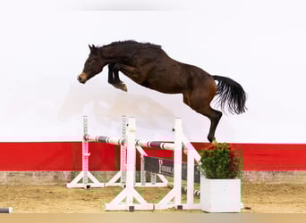 AES, Ruin, 2 Jaar, 154 cm, Donkerbruin