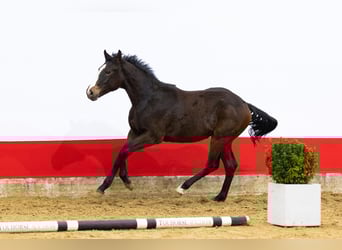 AES, Ruin, 2 Jaar, 154 cm, Donkerbruin