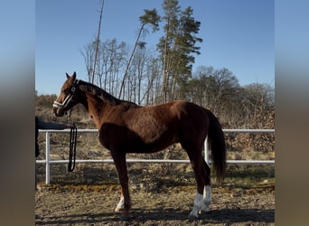 AES, Ruin, 2 Jaar, 158 cm, Vos