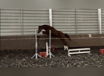AES, Ruin, 2 Jaar, 158 cm, Vos