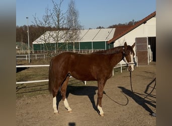 AES, Ruin, 2 Jaar, 158 cm, Vos
