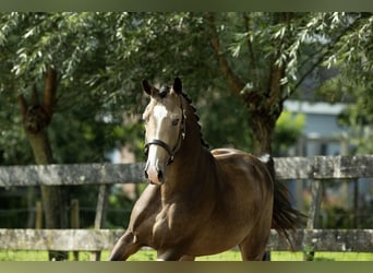 AES, Ruin, 2 Jaar, 170 cm, Falbe