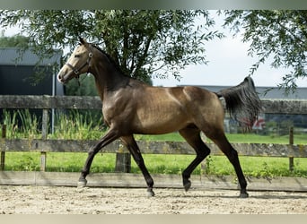 AES, Ruin, 2 Jaar, 170 cm, Falbe
