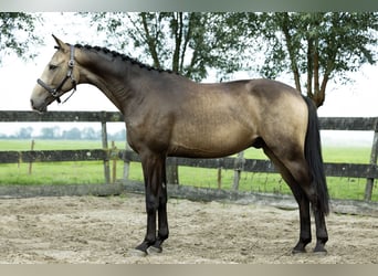 AES, Ruin, 2 Jaar, 170 cm, Falbe