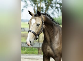 AES, Ruin, 2 Jaar, 170 cm, Falbe
