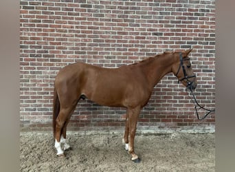 AES, Ruin, 3 Jaar, 147 cm, Vos