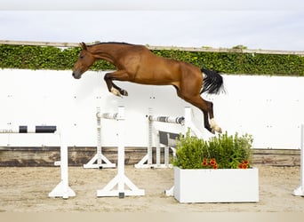 AES, Ruin, 3 Jaar, 161 cm, Bruin