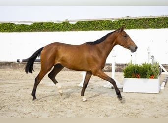 AES, Ruin, 3 Jaar, 161 cm, Bruin