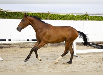 AES, Ruin, 3 Jaar, 161 cm, Bruin