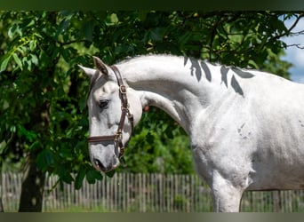 AES, Ruin, 3 Jaar, 166 cm, Schimmel