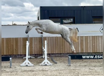 AES, Ruin, 3 Jaar, 166 cm, Schimmel