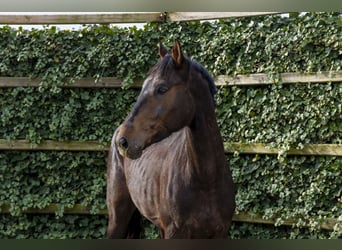 AES, Ruin, 3 Jaar, 167 cm, Donkerbruin