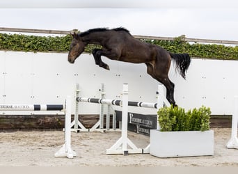 AES, Ruin, 3 Jaar, 167 cm, Donkerbruin