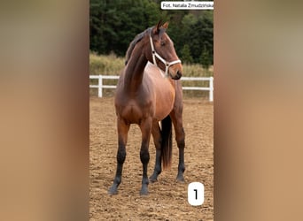 AES, Ruin, 3 Jaar, 167 cm, Vos