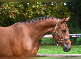 AES, Ruin, 4 Jaar, 162 cm, Brauner