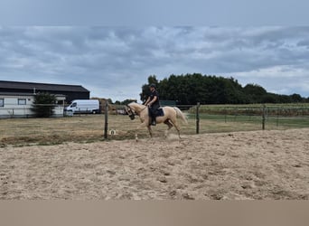 AES, Ruin, 4 Jaar, 162 cm, Palomino