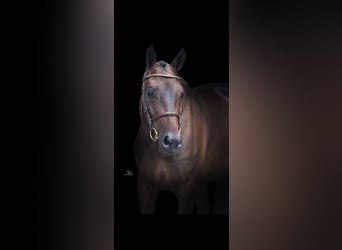 AES, Ruin, 4 Jaar, 163 cm, Donkerbruin