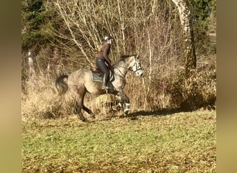 AES, Ruin, 4 Jaar, 163 cm, Schimmel