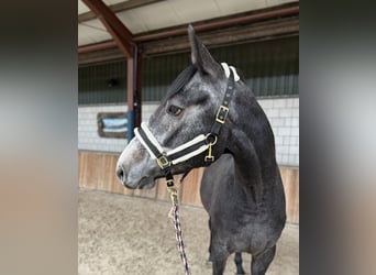 AES, Ruin, 4 Jaar, 166 cm, Blauwschimmel