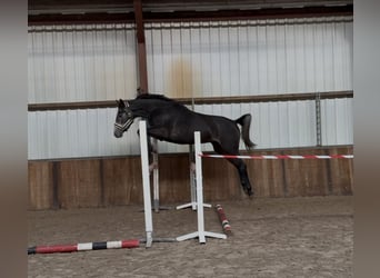 AES, Ruin, 4 Jaar, 166 cm, Blauwschimmel