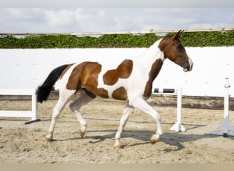 AES, Ruin, 4 Jaar, 170 cm