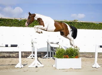 AES, Ruin, 4 Jaar, 170 cm