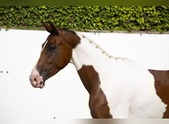 AES, Ruin, 4 Jaar, 170 cm