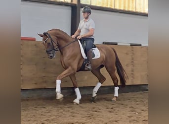 AES, Ruin, 4 Jaar, 175 cm