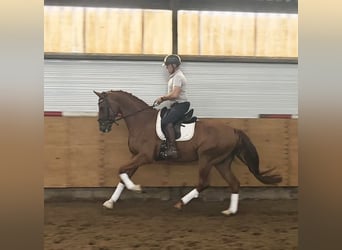 AES, Ruin, 4 Jaar, 175 cm