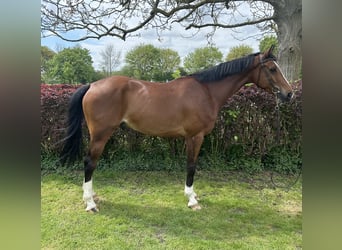 AES, Ruin, 5 Jaar, 160 cm, Roodbruin