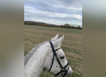 AES, Ruin, 5 Jaar, 161 cm, Schimmel