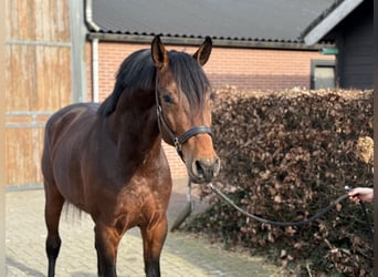 AES, Ruin, 5 Jaar, 162 cm, Bruin