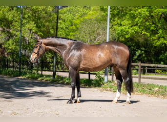 AES, Ruin, 5 Jaar, 163 cm, Bruin