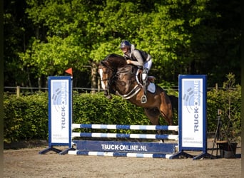 AES, Ruin, 5 Jaar, 163 cm, Bruin