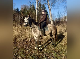 AES, Ruin, 5 Jaar, 163 cm, Schimmel