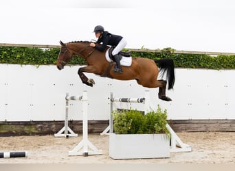 AES, Ruin, 5 Jaar, 165 cm, Bruin